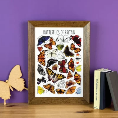 Butterflies Of Britain A3 Unframed Print