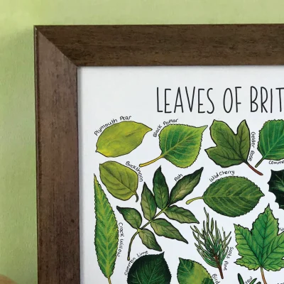 leaves of britain 3