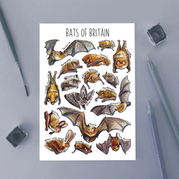 postcard bats