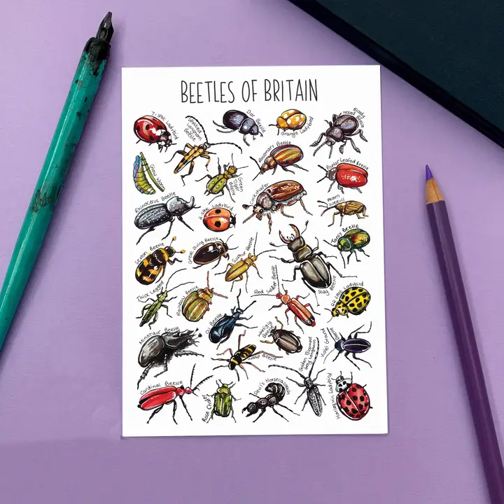postcard beetles