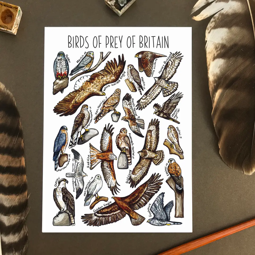 postcard birds prey