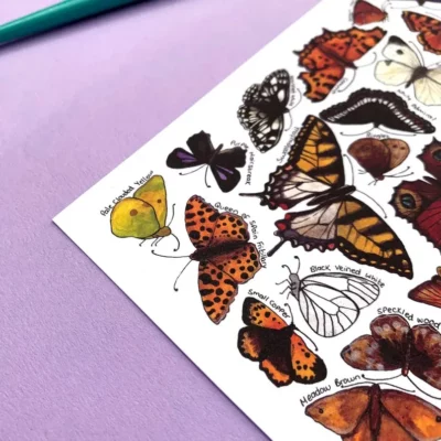 postcard butterflies 1