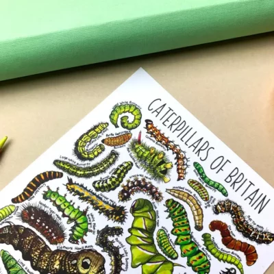 postcard caterpillar 1