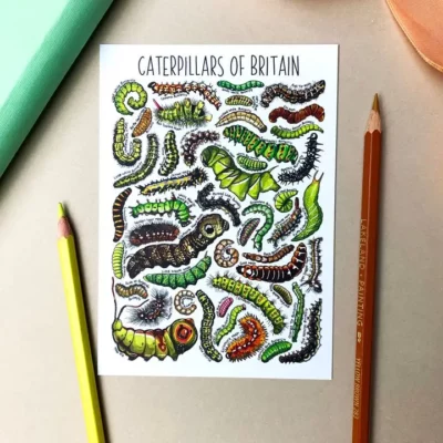 postcard caterpillar