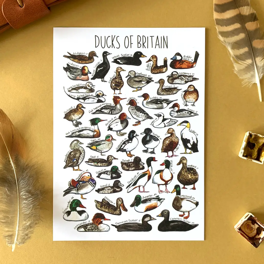 postcard ducks