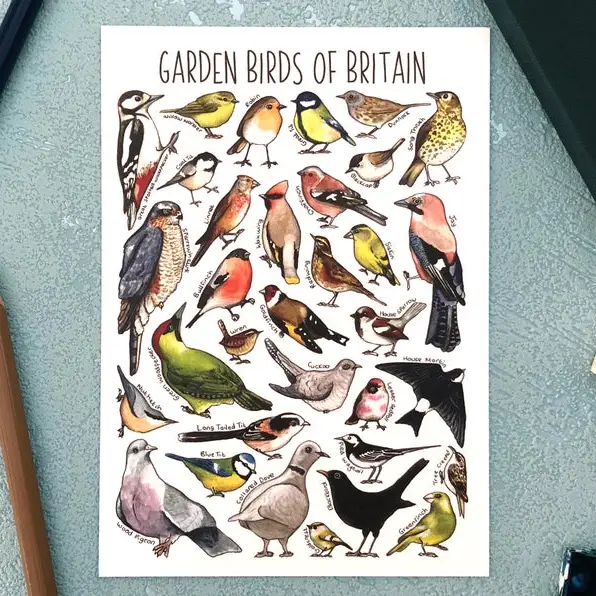 postcard garden birds