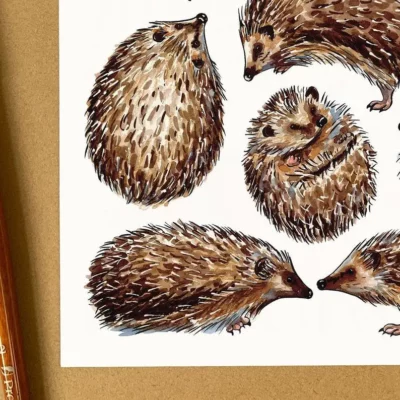 postcard hedgehogs 1