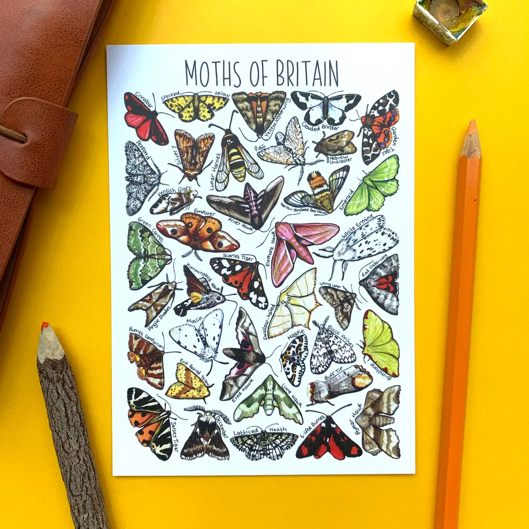 postcard moths