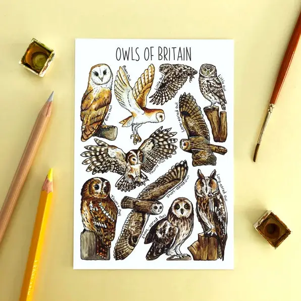 postcard owls